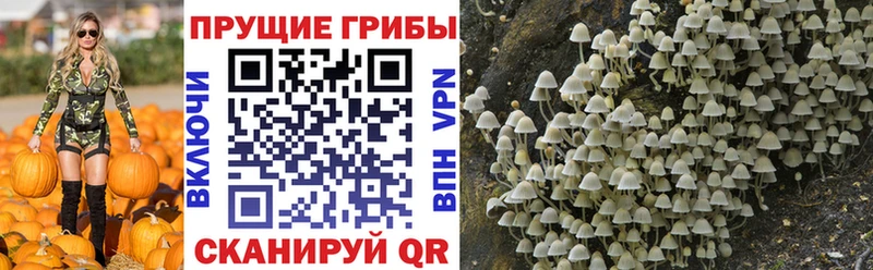 купить наркотики цена МЕГА даркнет какой сайт Брянск Галлюциногенные грибы мицелий