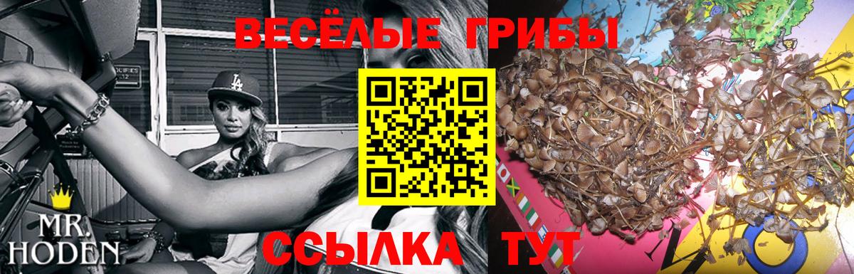 Псилоцибиновые грибы Psilocybe  Псилоцибиновые грибы Psilocybine cubensis  Брянск 