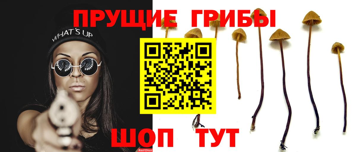 Псилоцибиновые грибы мицелий Брянск